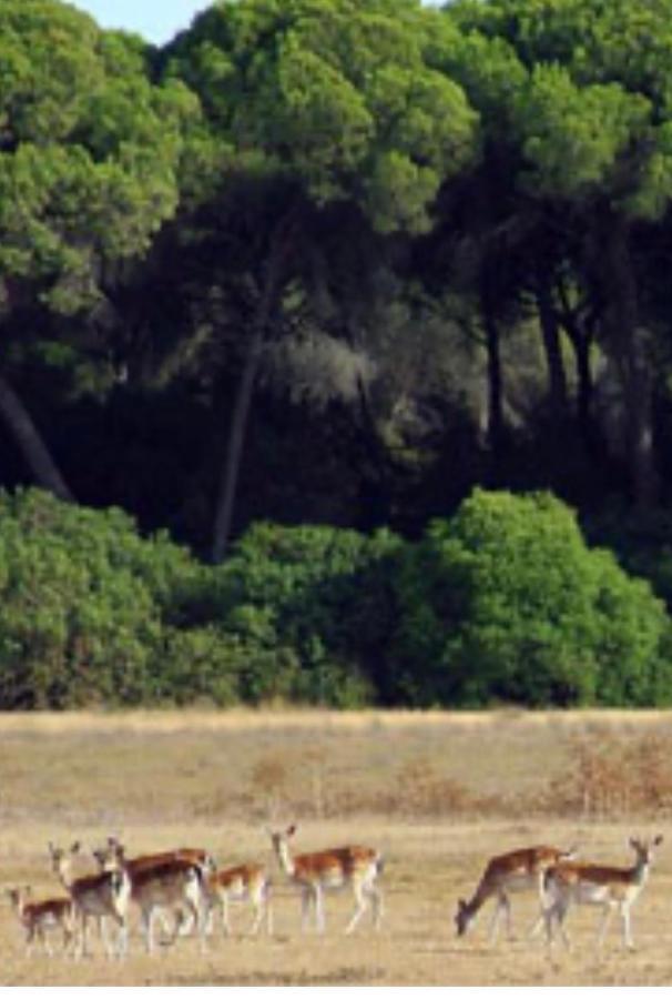 Pequeno Rocio Urbanizacion Privada Βίλα El Rocío Εξωτερικό φωτογραφία